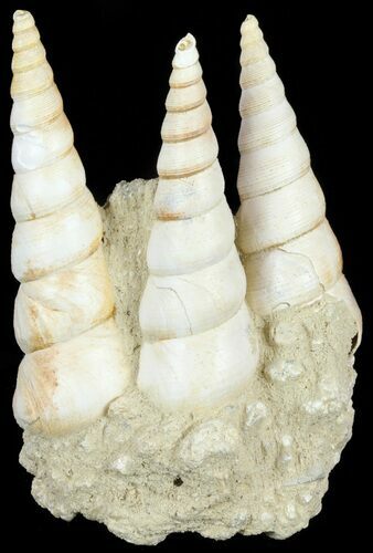 Fossil Gastropod (Haustator) Cluster - Damery, France #62501